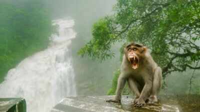In the 1930s, Florida introduced rhesus macaques to boost tourism; today the invasive monkeys carry a potentially fatal virus and are considered a public-health concern