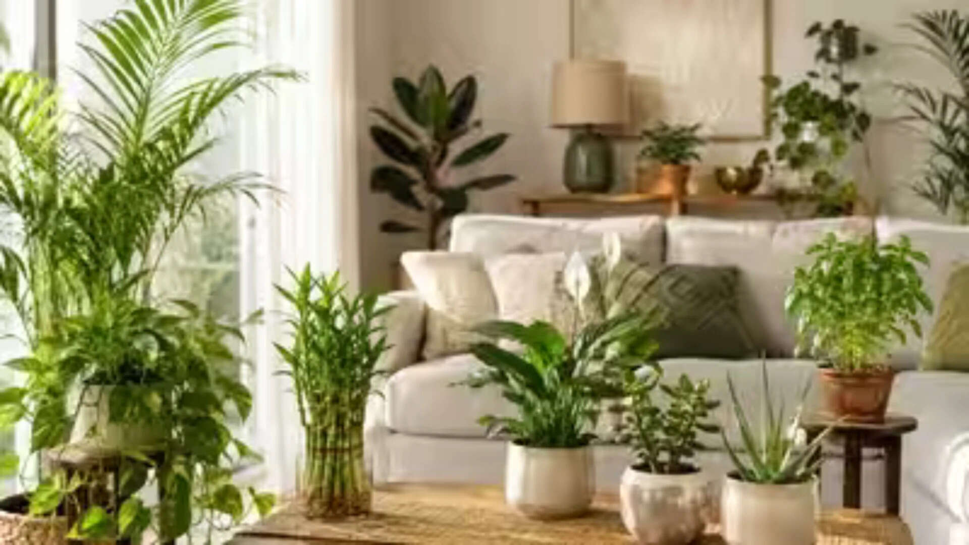 Diy Hacks For Plant Corners: 5 easy DIY hacks to create a luxury plant corner without spending a fortune |