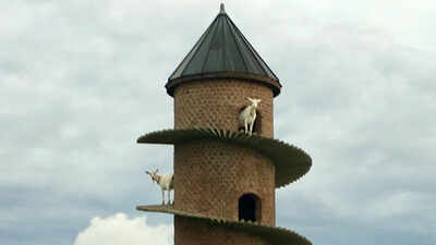 Inside Portugal’s 19th-century goat tower, where dwarf goats climb a spiral ramp to a three-storey home | World News