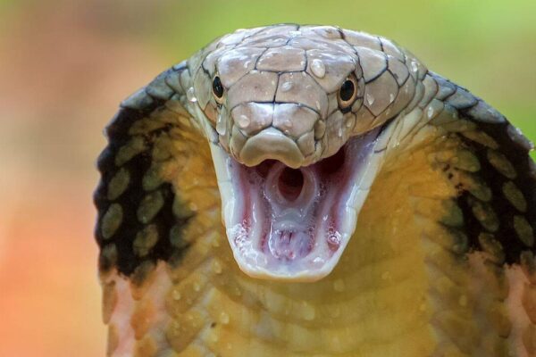 6 Indian wildlife destinations where snakes are the real attraction