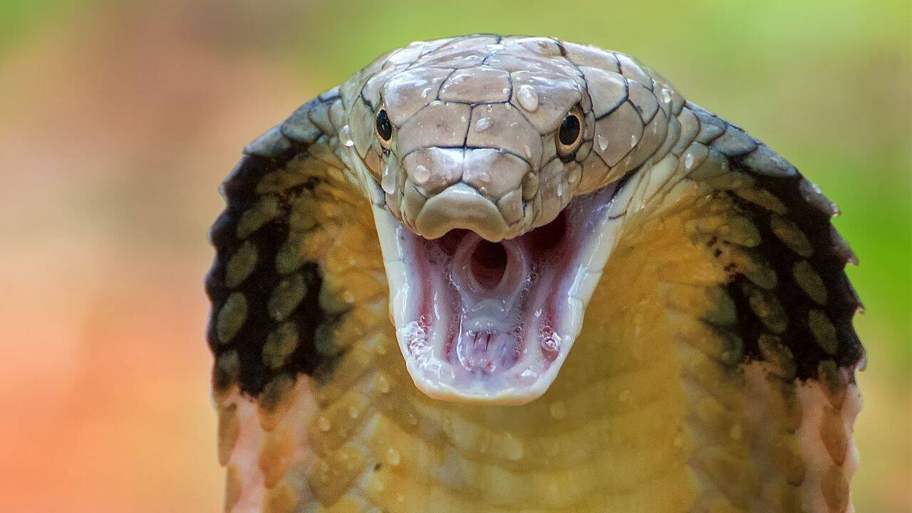 6 Indian wildlife destinations where snakes are the real attraction