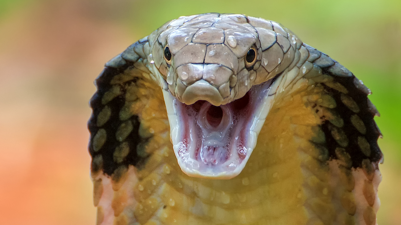 Ophiophagus Hannah: In 1836, the king cobra was called Hamadryas hannah: How one of Asia's most famous snakes got its modern name Ophiophagus hannah
