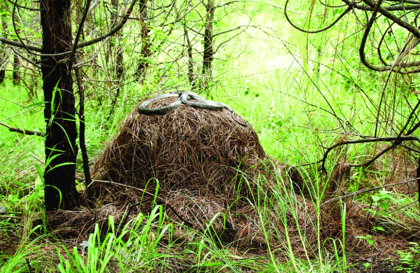 King Cobra: King Cobra's terrifying image hides a surprisingly tender secret: The most venomous, longest snake in the world builds a waterproof fortress-like nest like an architect