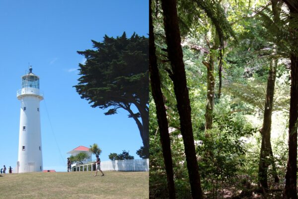 In 1980, a New Zealand lighthouse keeper stayed after automation ended his job; he later helped lead a restoration effort that planted 283,000 native trees