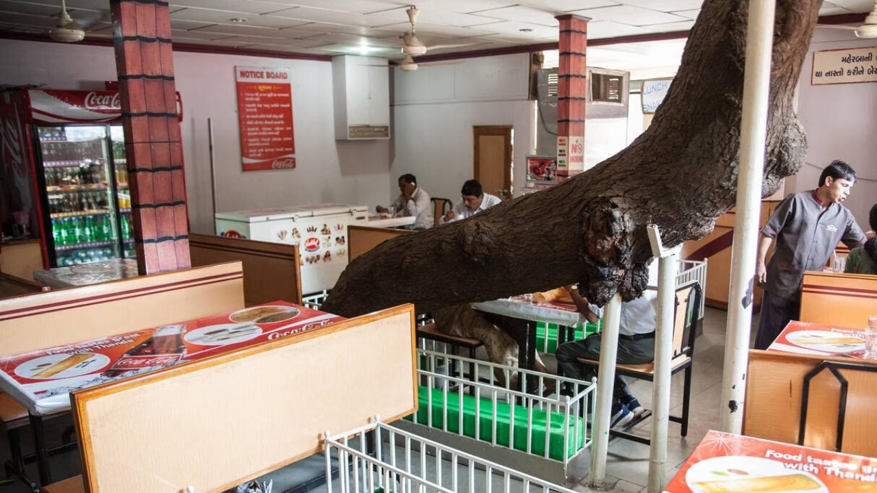 Visiting this restaurant in Ahmedabad built around graves may bring you good luck. Here’s why locals believe it |