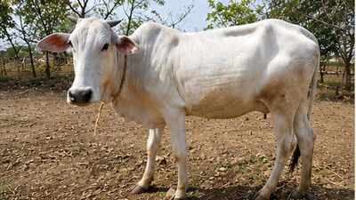 ICAR registers 16 new breeds of indigenous animals including four cattle | India News