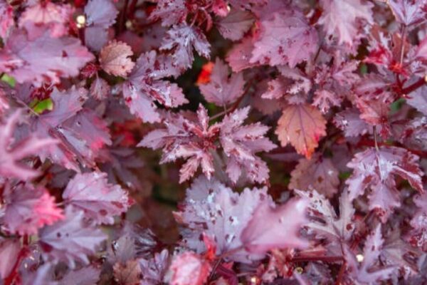 5 Plants with red leaves to add a splash of colour to your home