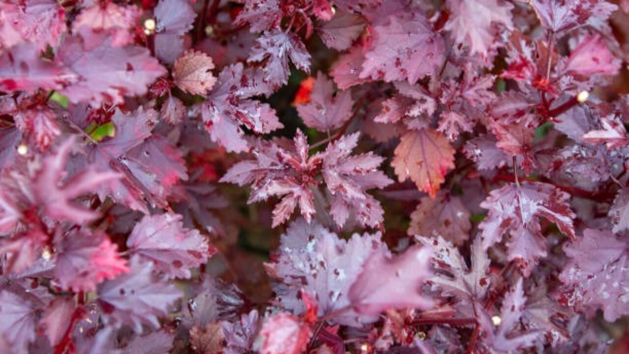 5 Plants with red leaves to add a splash of colour to your home