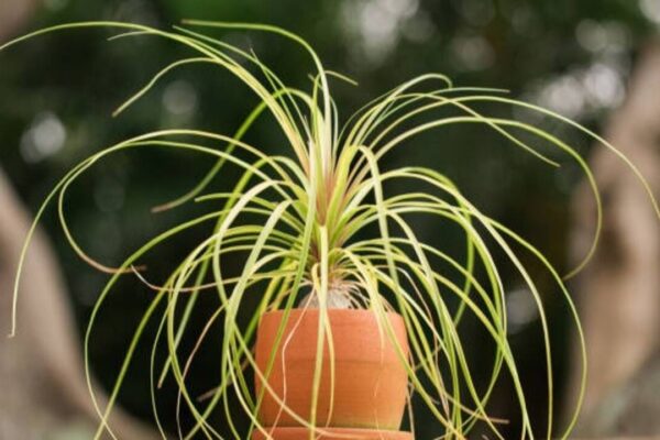 5 small plants that never die