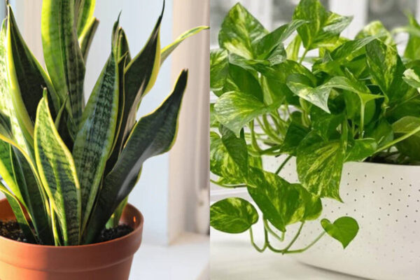 5 plants that can grow in small pots and are suitable for small spaces