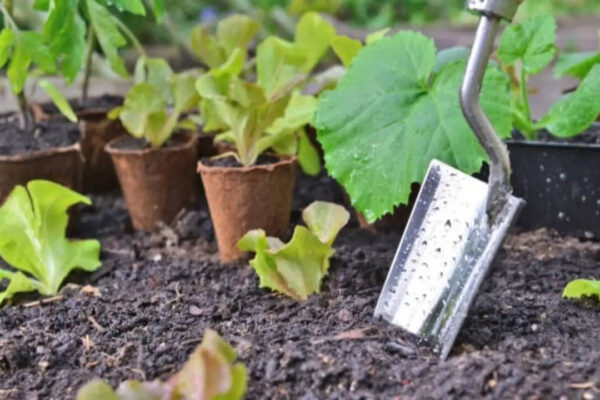 What is the best month to start a garden? Here's what experts say