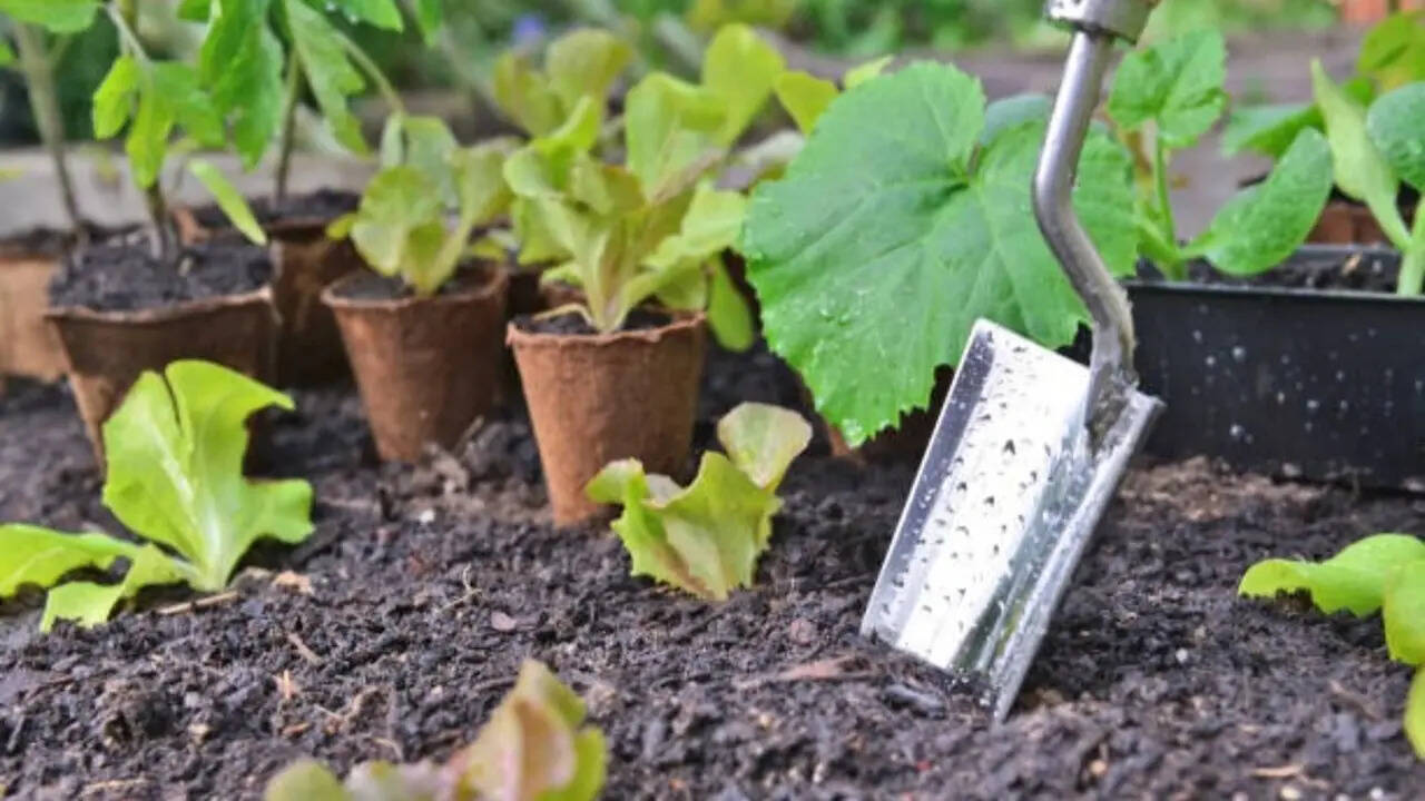 What is the best month to start a garden? Here's what experts say