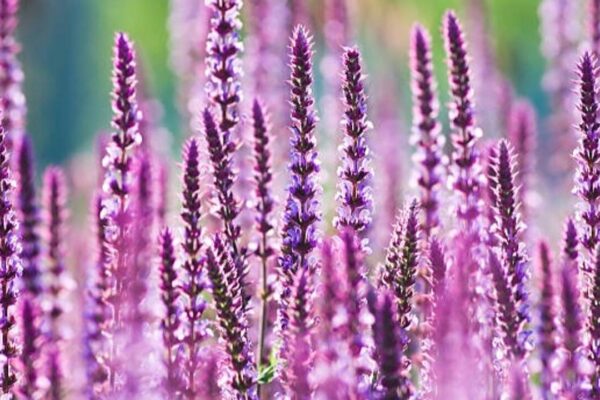 5 Plants with purple flowers to bring royal colour to your garden