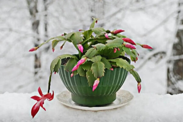 5 Succulent plants perfect for small indoor gardens