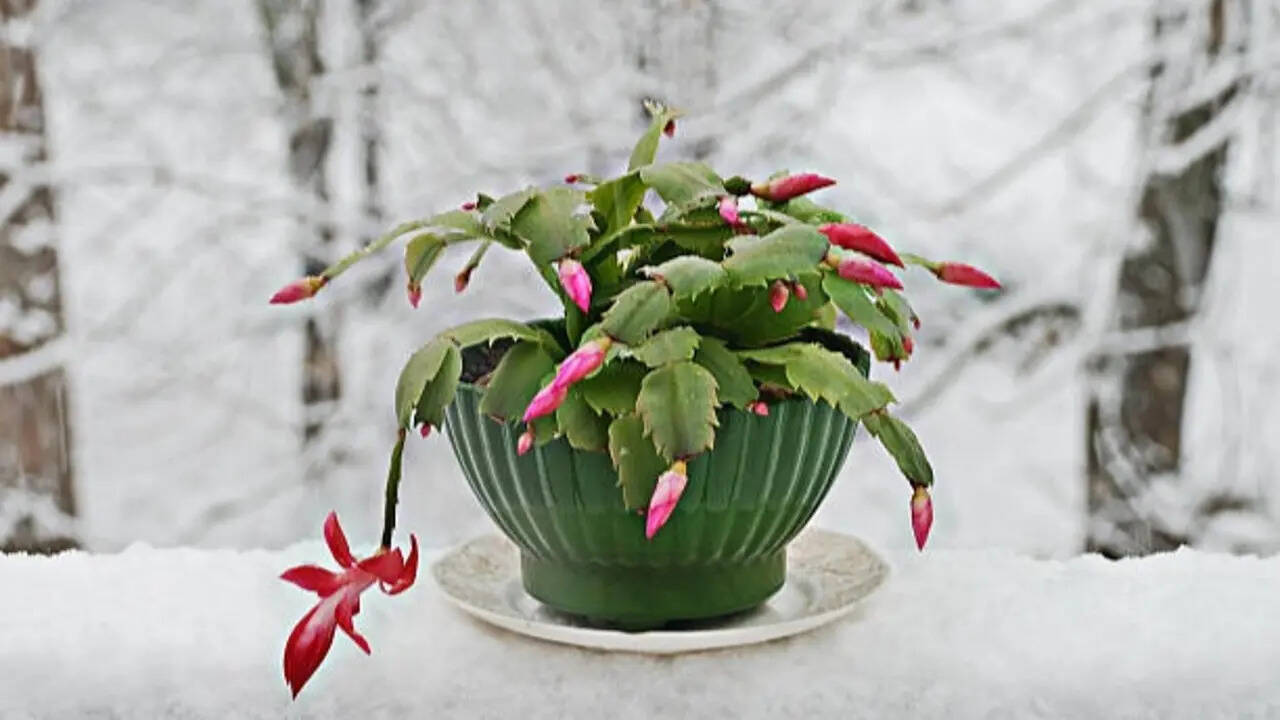 5 Succulent plants perfect for small indoor gardens