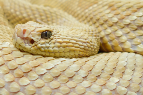 5 stunning yellow snakes found in the wild