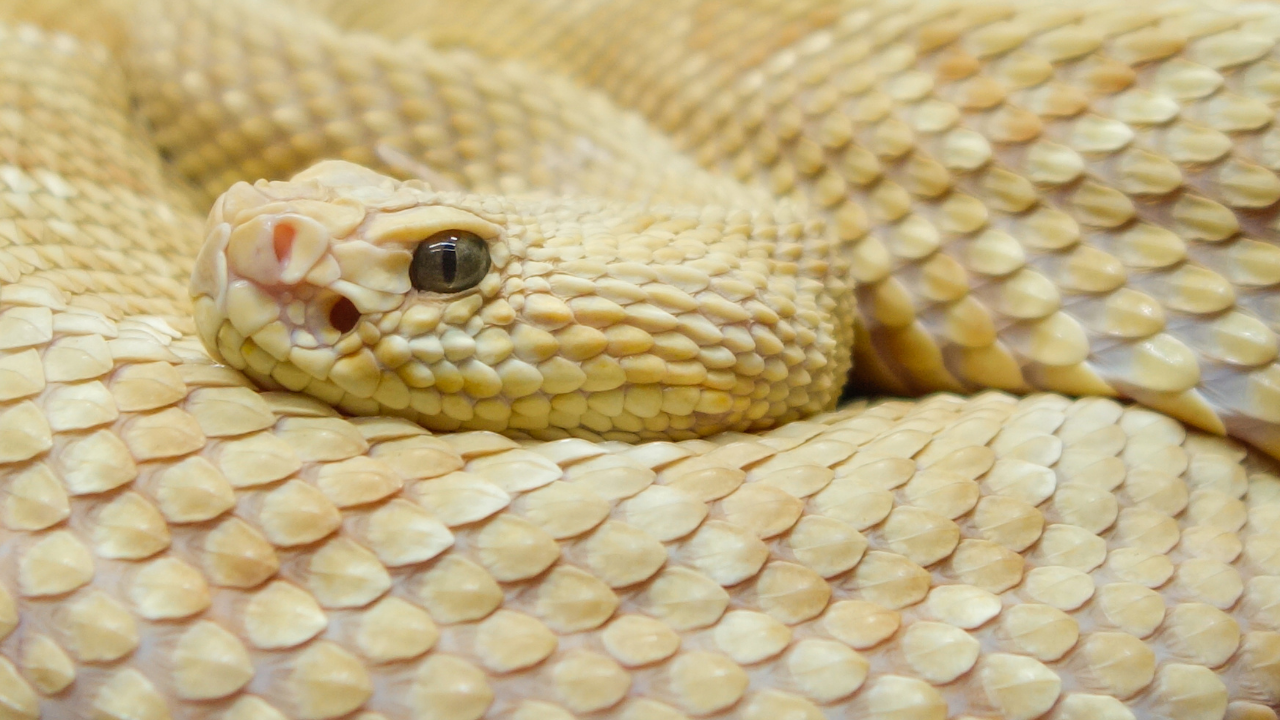 5 stunning yellow snakes found in the wild