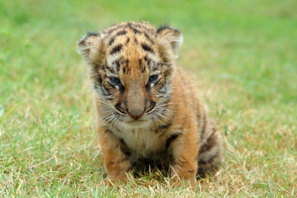 7 incredible places to witness baby animals in the wild