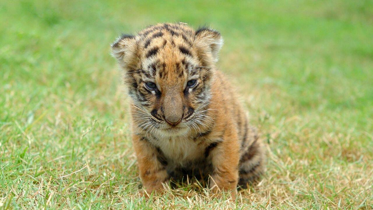 7 incredible places to witness baby animals in the wild