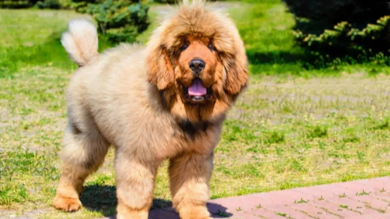 ​7 giant dog breeds that are gentle and friendly with kids​