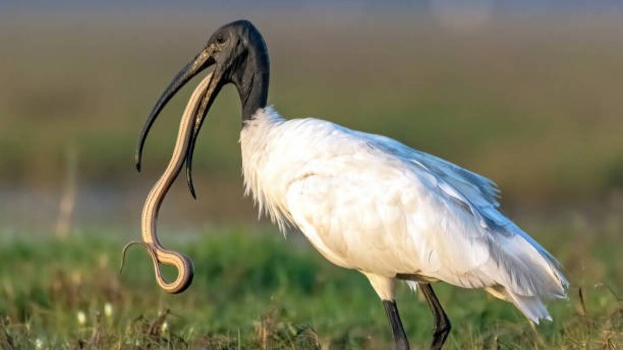 Birds that eat snakes: Nature's unlikely serpent hunters