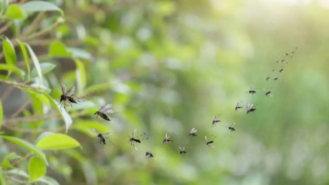 5 natural ways to keep mosquitoes away from your home