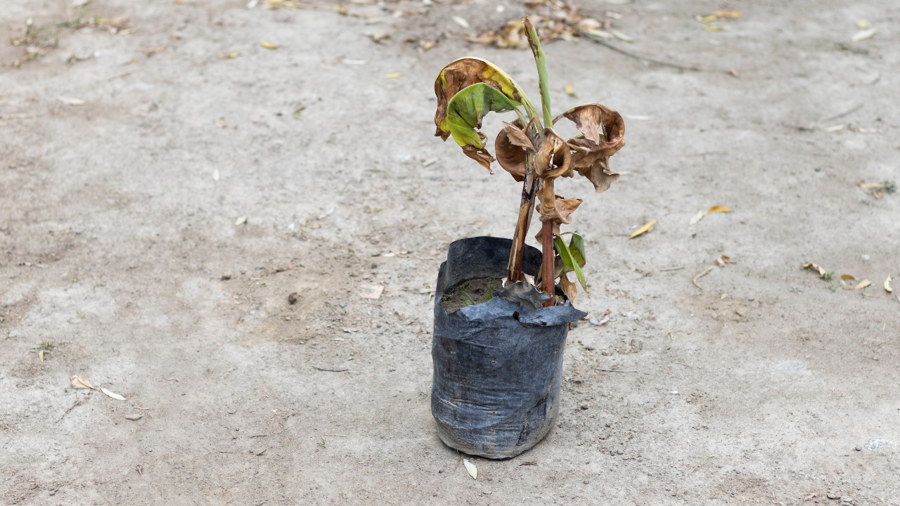 Indoor plant leaves turning brown despite enough sunlight? Hidden problems could be the real cause