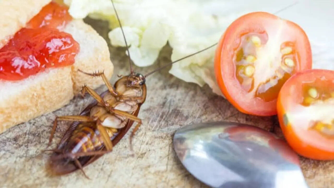5 natural ways to keep cockroaches away from your home
