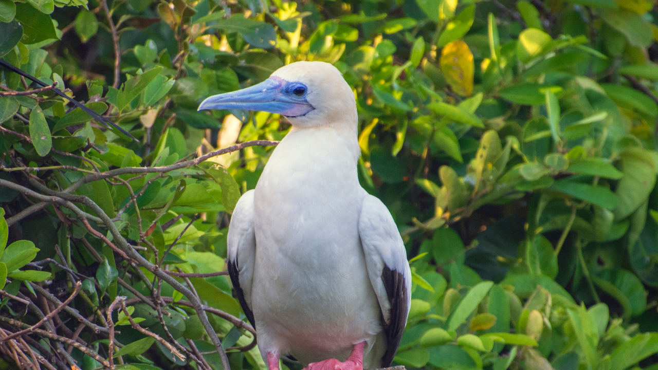 5 birds whose beaks look hand-painted by an artist