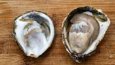 Oysters can carry a bacterium that can be deadly to humans without getting sick; scientists found how it survives inside them |