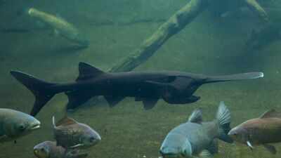 In 2007, North Dakota biologists tagged an 87-pound paddlefish; 18 years later, an angler caught the same fish weighing 98 pounds