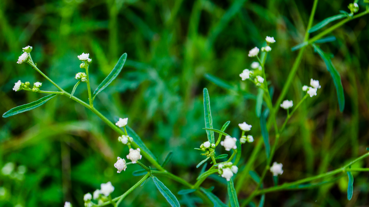 Parthenium Hysterophorus: In the 1950s, this weed entered India with American wheat: How Parthenium quietly became one of India's biggest invasive plant problems