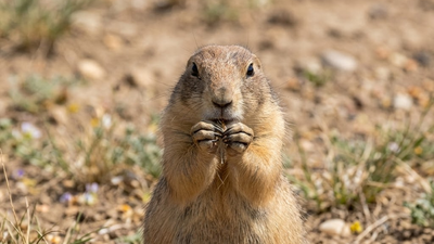 In 2016, scientists tested drone-dropped peanut-butter vaccine baits to protect prairie dogs and save North America’s rarest mammal |