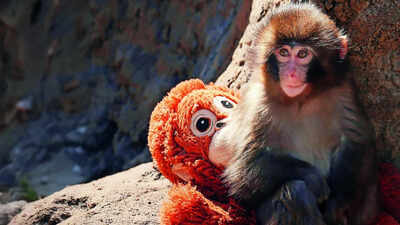 Punch The Baby Monkey: Punch, the baby monkey, turns 1: His childhood loneliness has turned him into a baby protector and he’s received 25000 birthday cards on his special day