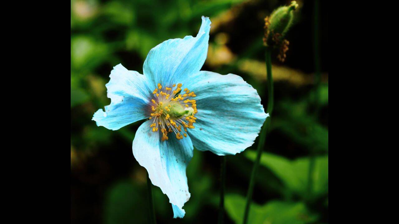 Rare Himalayan Blue Poppy blooms in Nepal's remote Dolpa, here's why it's one of the world's hardest blooms to find |