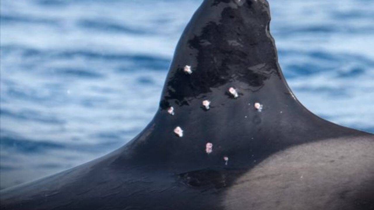 A rare orca known as “La Abuela” was found with wounds consistent with shotgun pellets; the suspected attack could threaten an entire Iberian population of fewer than 40 whales