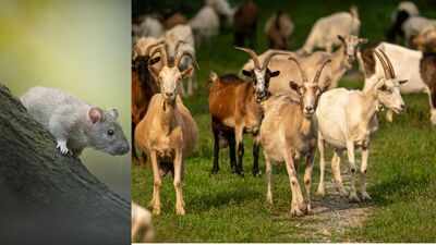 In 2017, Antigua and Barbuda removed over 6,000 rats and starving goats from Redonda; by 2019, vegetation rose over 20-fold and ground lizards eightfold