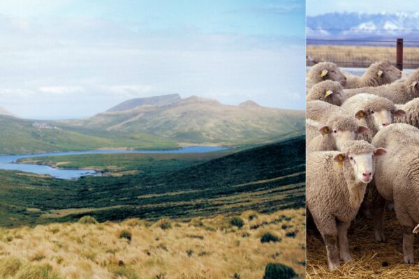 In 1931, a bankrupt farmer abandoned 4,000 sheep on a sub-Antarctic island: Decades of isolation produced a flock with rare inherited traits