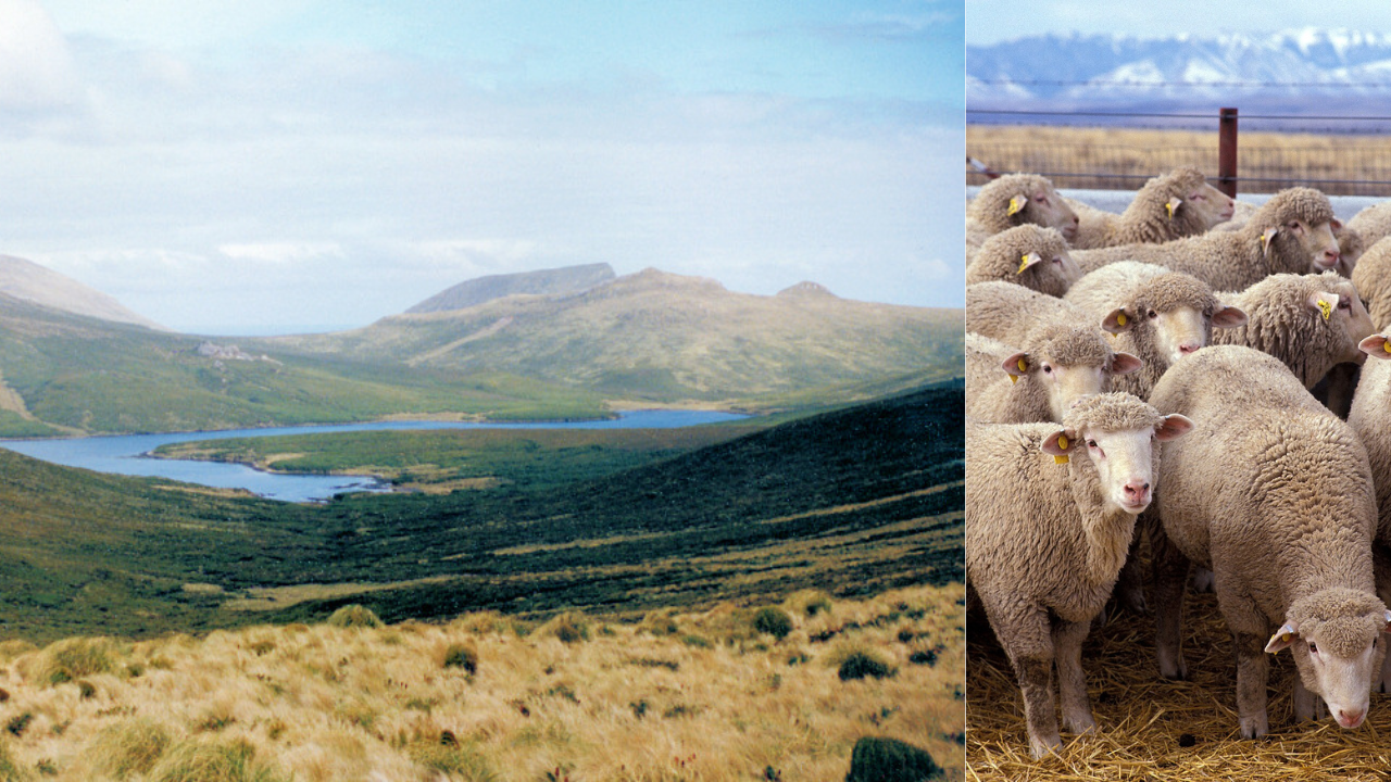 In 1931, a bankrupt farmer abandoned 4,000 sheep on a sub-Antarctic island: Decades of isolation produced a flock with rare inherited traits