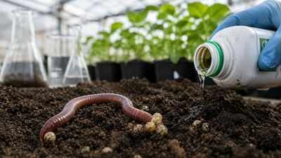 Scientists in Austria found that a glyphosate-based herbicide reduced earthworm reproduction by 56% in a greenhouse study