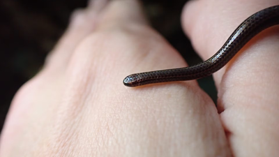 Scientists overturned hundreds of rocks in Barbados and finally found the world's smallest snake after 20 years |