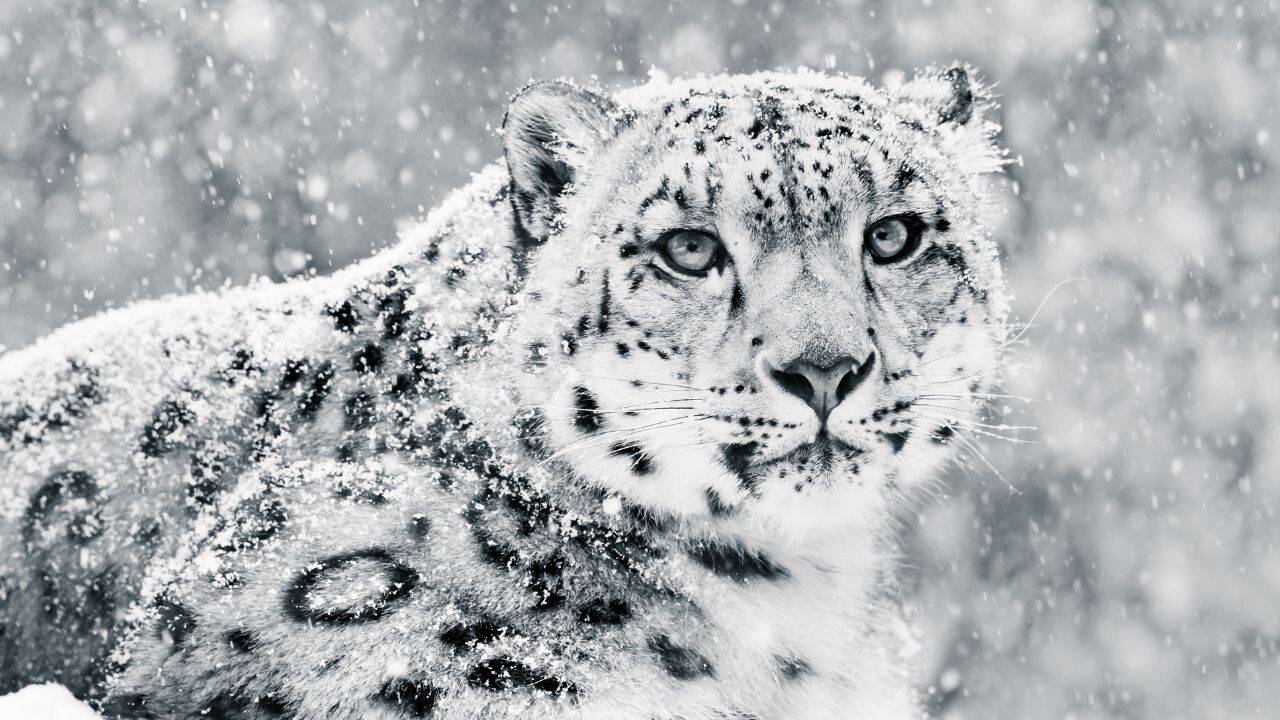 India’s first high-altitude wildlife safari to begin in Ladakh this winter; here’s how travellers can experience snow leopards and rare Himalayan birds