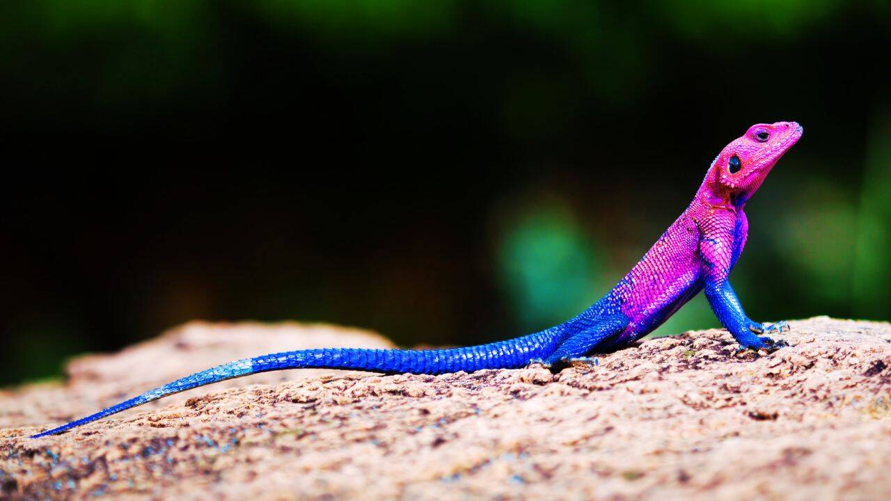 Meet the real-life ‘Spider-Man' lizard: 5 places to spot the unique Mwanza flat-headed rock agama in wild |