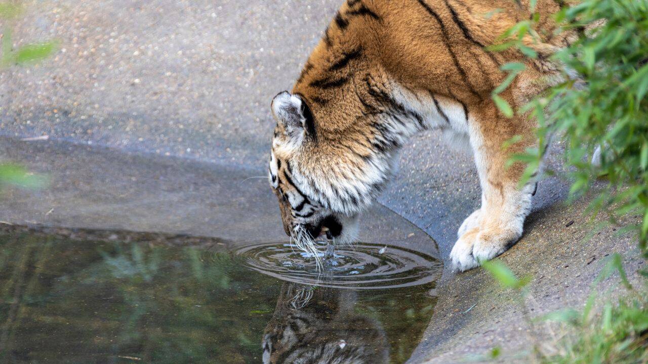 Ranthambore safari bookings are filling up faster than ever: 40,000 registrations in just 2 hours; here's how to plan your tiger adventure |