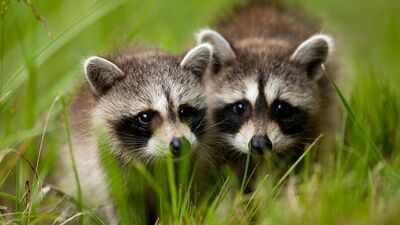 Two pairs of North American raccoons were released in Germany's Kassel, today it is called the 'raccoon capital of Europe' with a population of around 30,000 animals and a disturbed public life