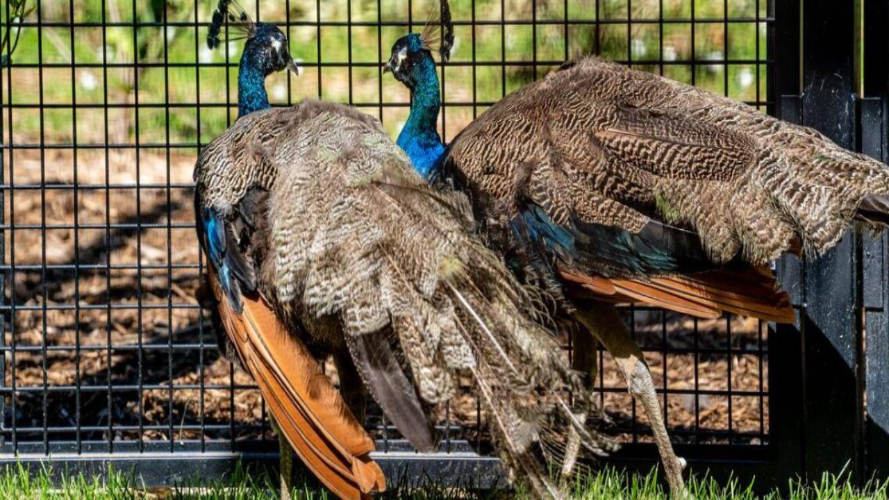 India gifts five peacocks to UN Geneva, reviving a decades-old tradition with a rare white bird |