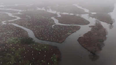 In 2026, volunteers began planting 30,000 trees to rebuild the wetland forest that once shielded New Orleans from storms | World News