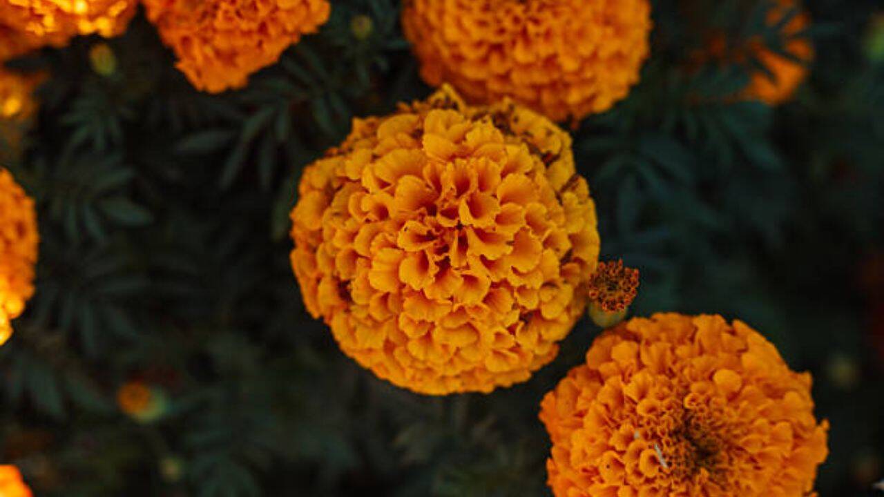 Is there a marigold in your life? Inside the Marigold Theory of relationships and why it is important in life