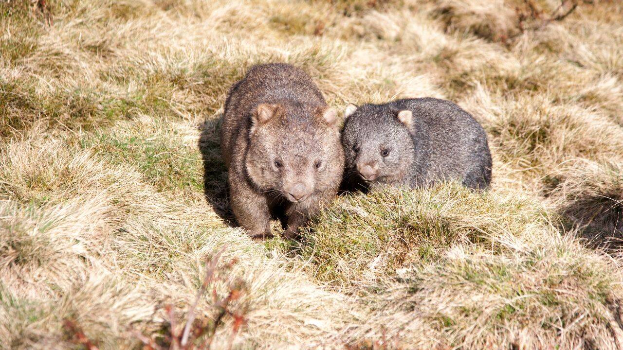 U.S. influencer faced tough action in Australia after picking up a baby wombat from its distressed mother for a viral 'reel'; an important lesson for wildlife-loving travellers |