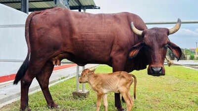 Assam achieves historic milestone with IVF-born indigenous Lakhimi calf: CM Sarma | India News